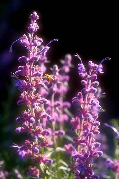 Image of Trichostema lanatum